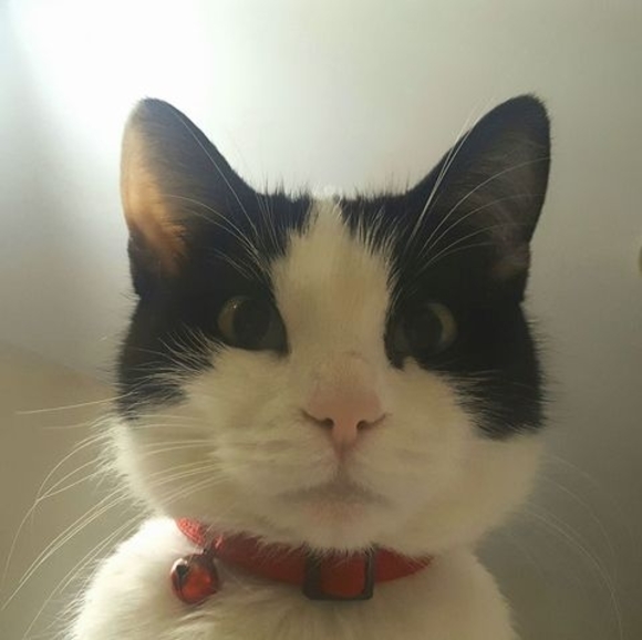 Meet your Posher, Vinnie - Picture 1 of 1